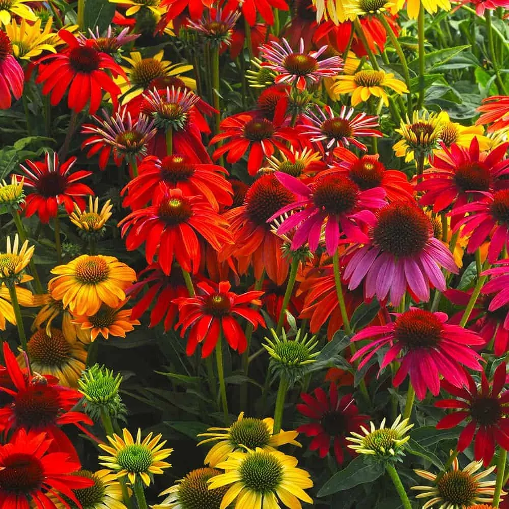 ‘Cheyenne Spirit’ Echinacea