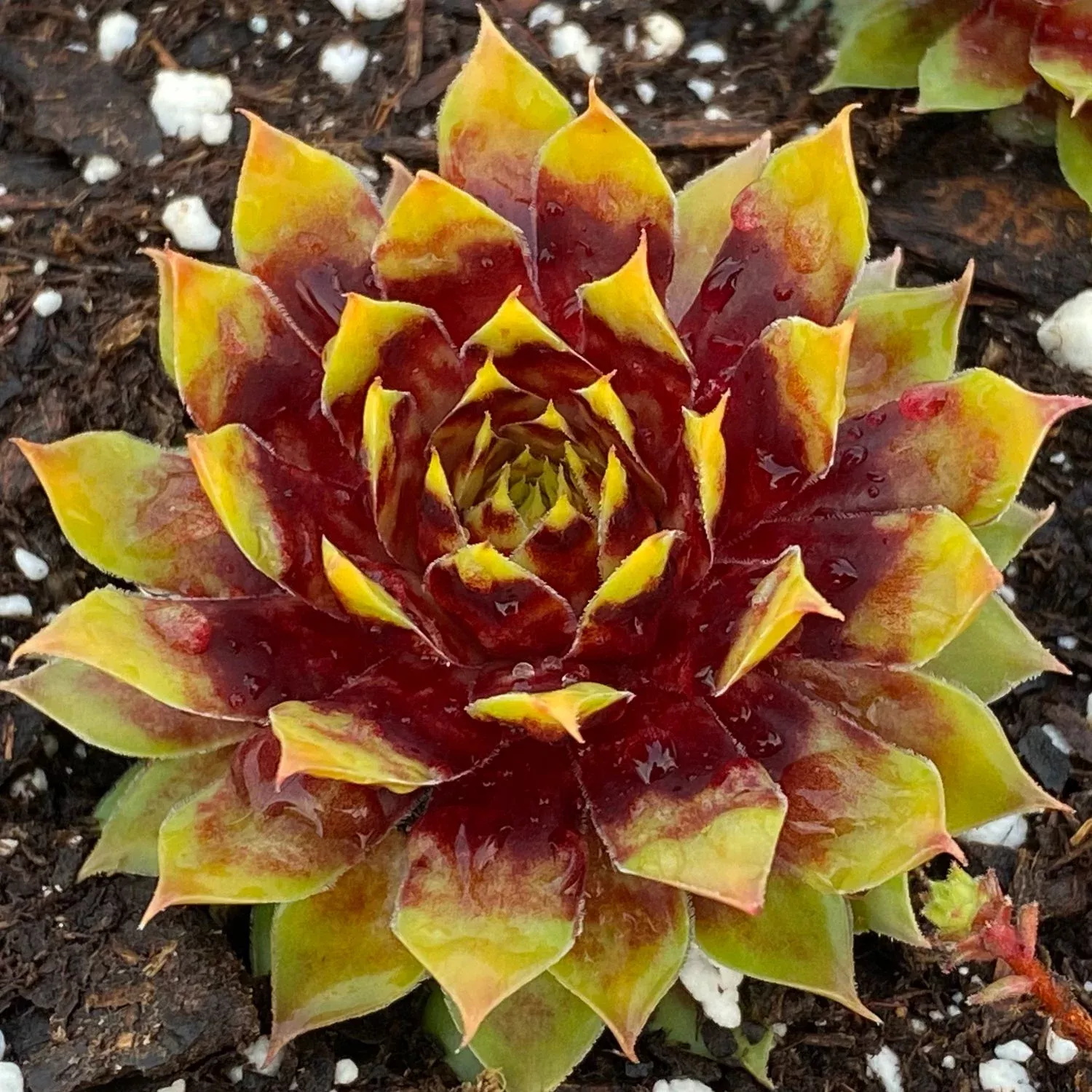 Chick Charms Gold Rush Hens & Chicks (Sempervivum)