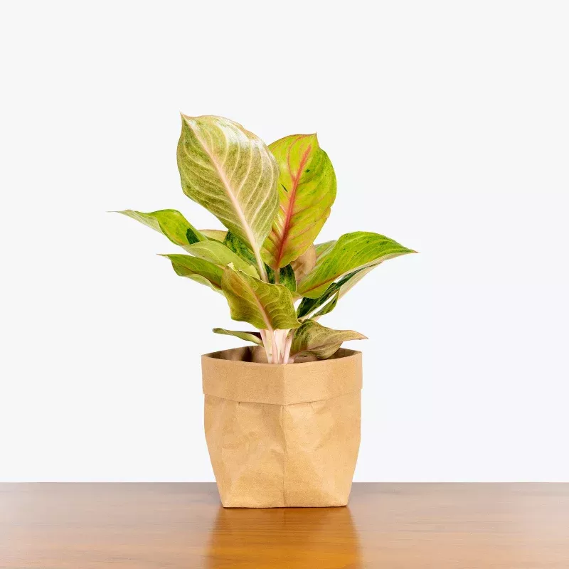 Chinese Evergreen Golden Fluorite