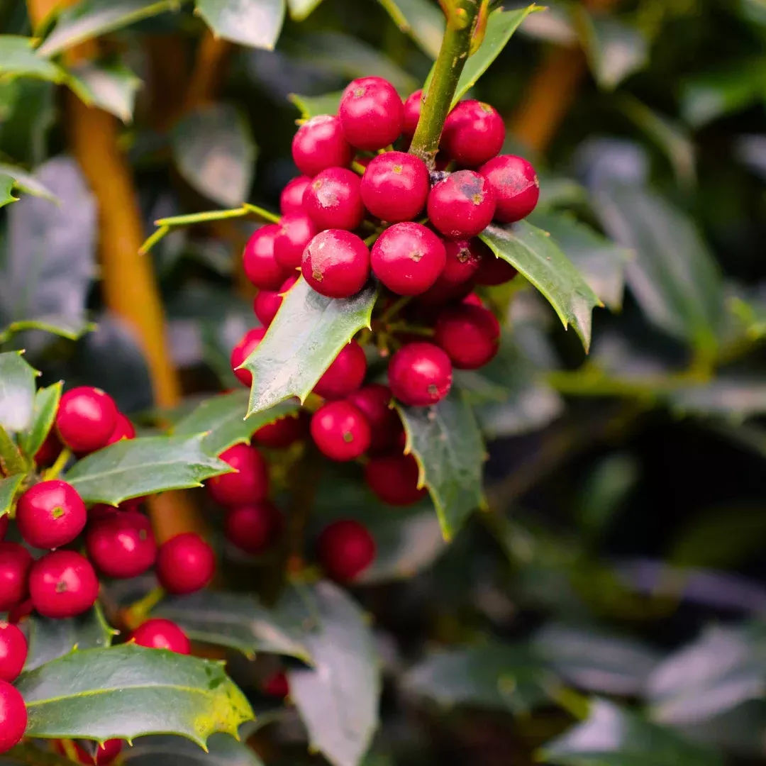 Christmas Jewel Holly