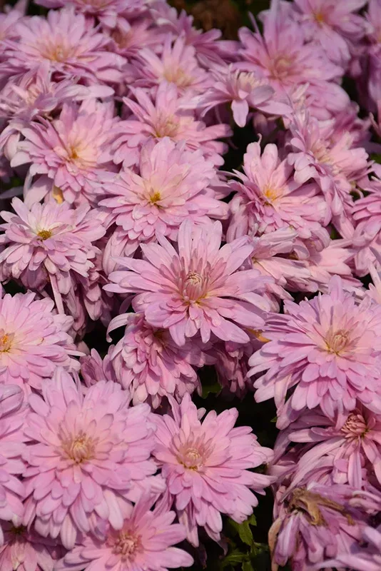 Chrysanthemum Prairie Lavender – 1 Gallon