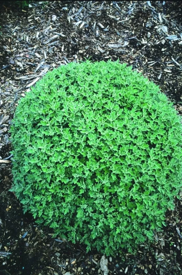 Chrysanthemum Snow Dome