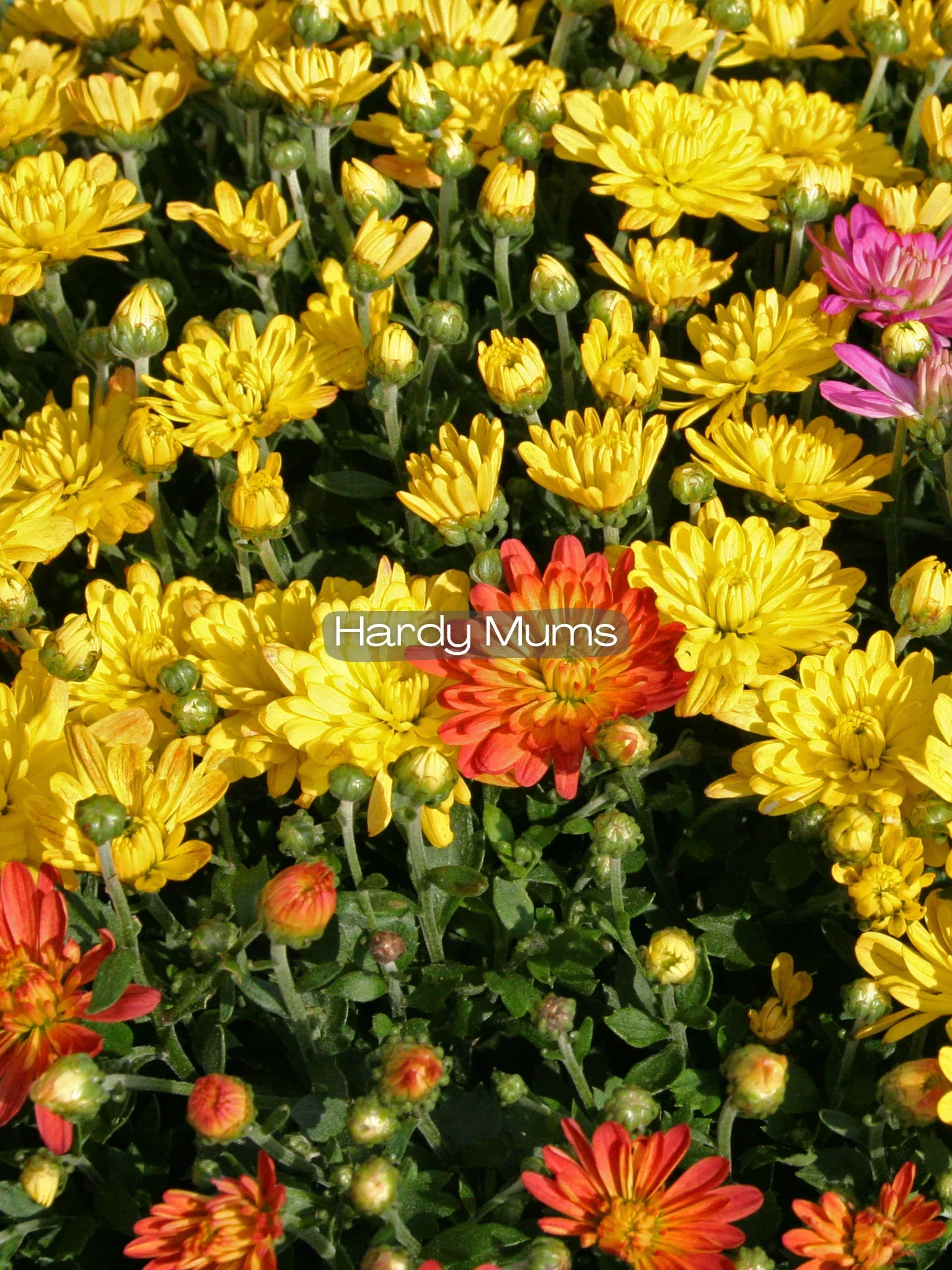 Chrysanthemum