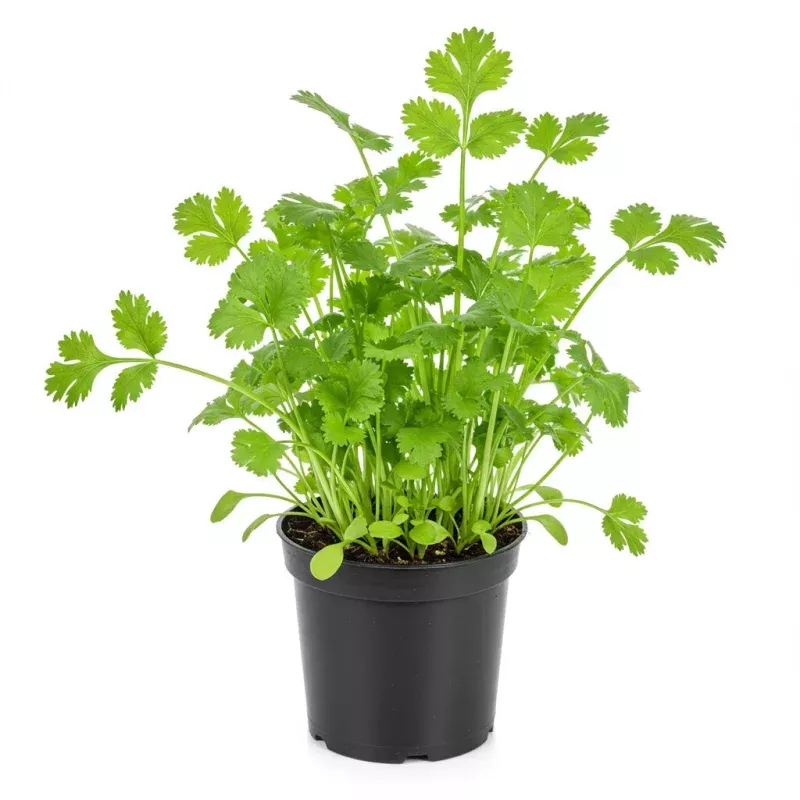 Cilantro Coriander