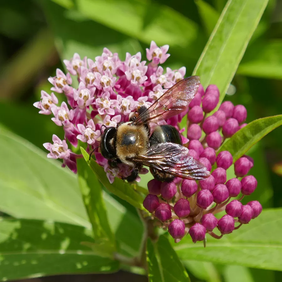 ‘Cinderella’ Swamp Milkweed – Asclepias incarnata