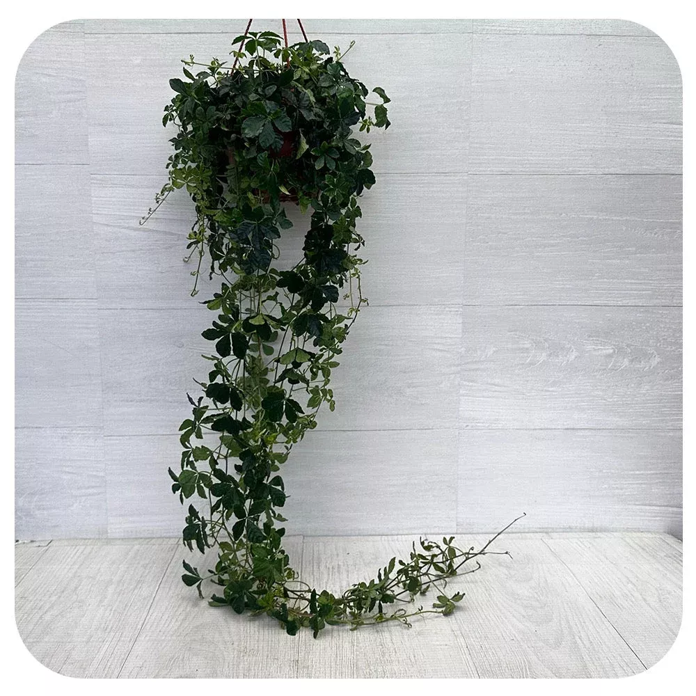 Cissus Striata ‘Sugar Vine’