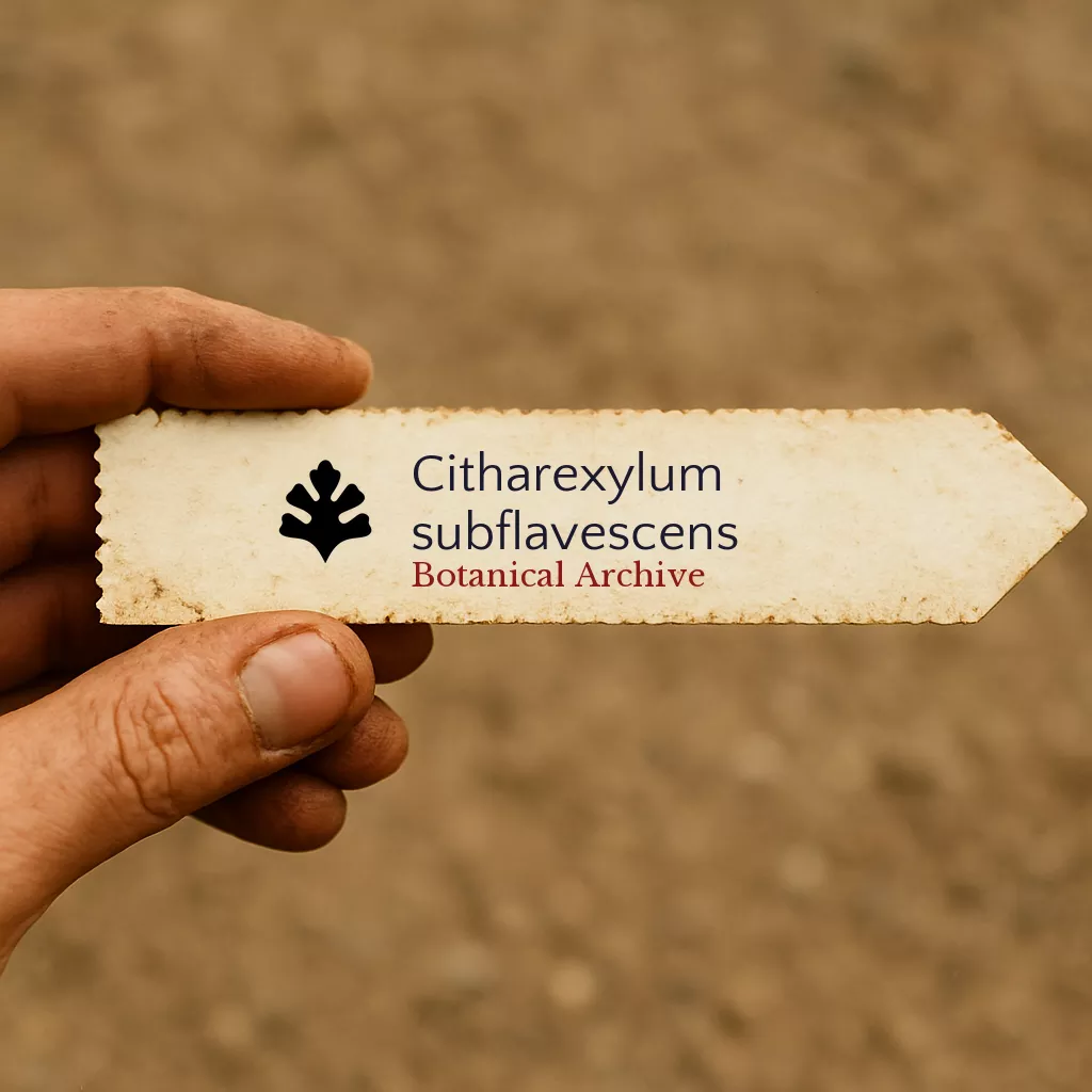 Citharexylum subflavescens SEEDS