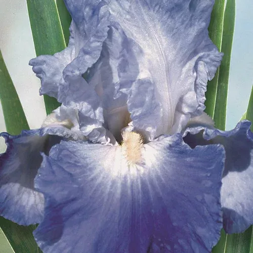 Clarence Bearded Iris