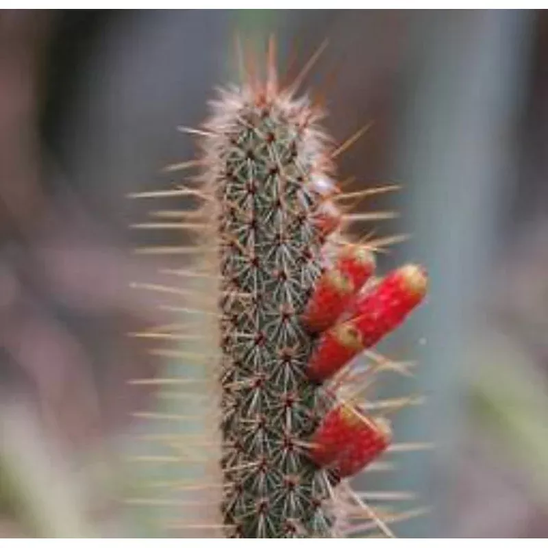 Cleistocactus ianthinus SEEDS