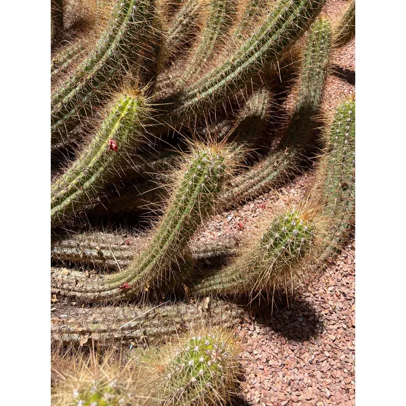 Cleistocactus margaretanus SEEDS