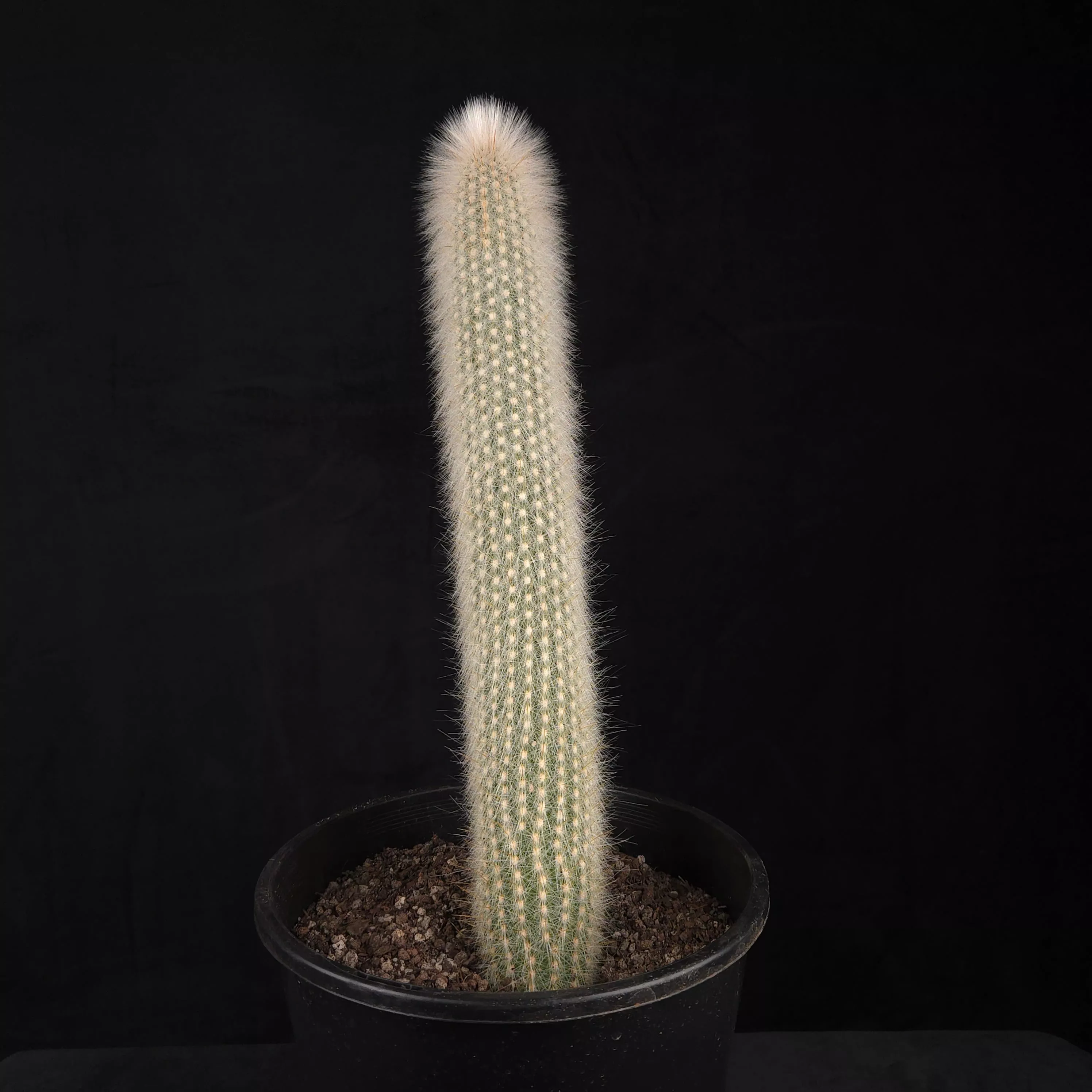 Cleistocactus strausii Silver Torch Cactus