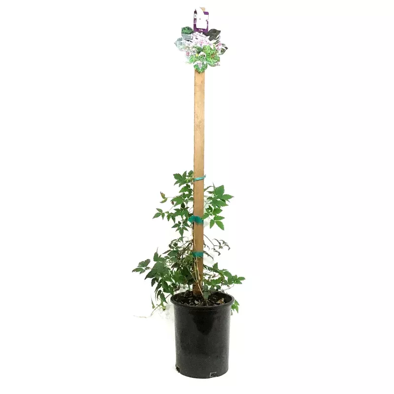Clematis, 1 gal, Alpine Willy