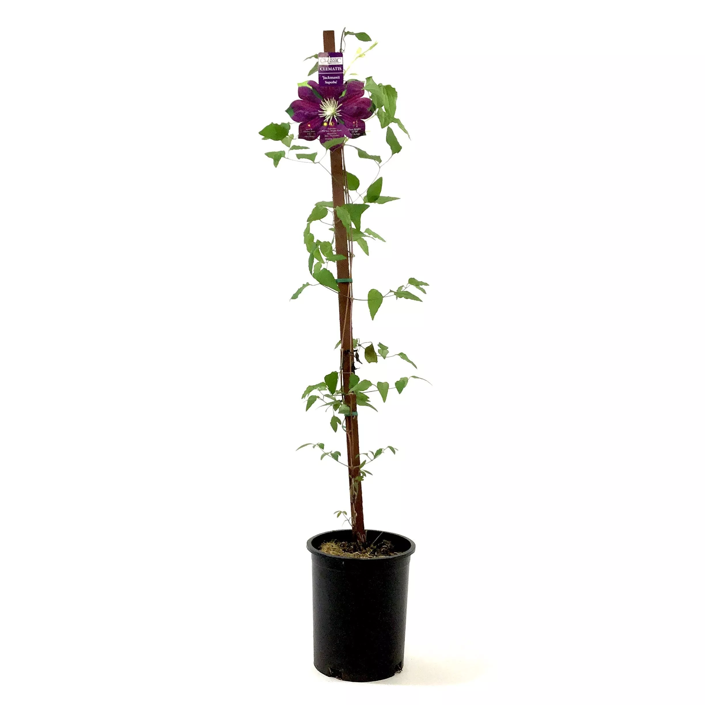 Clematis, 1 gal, Jackman Superba