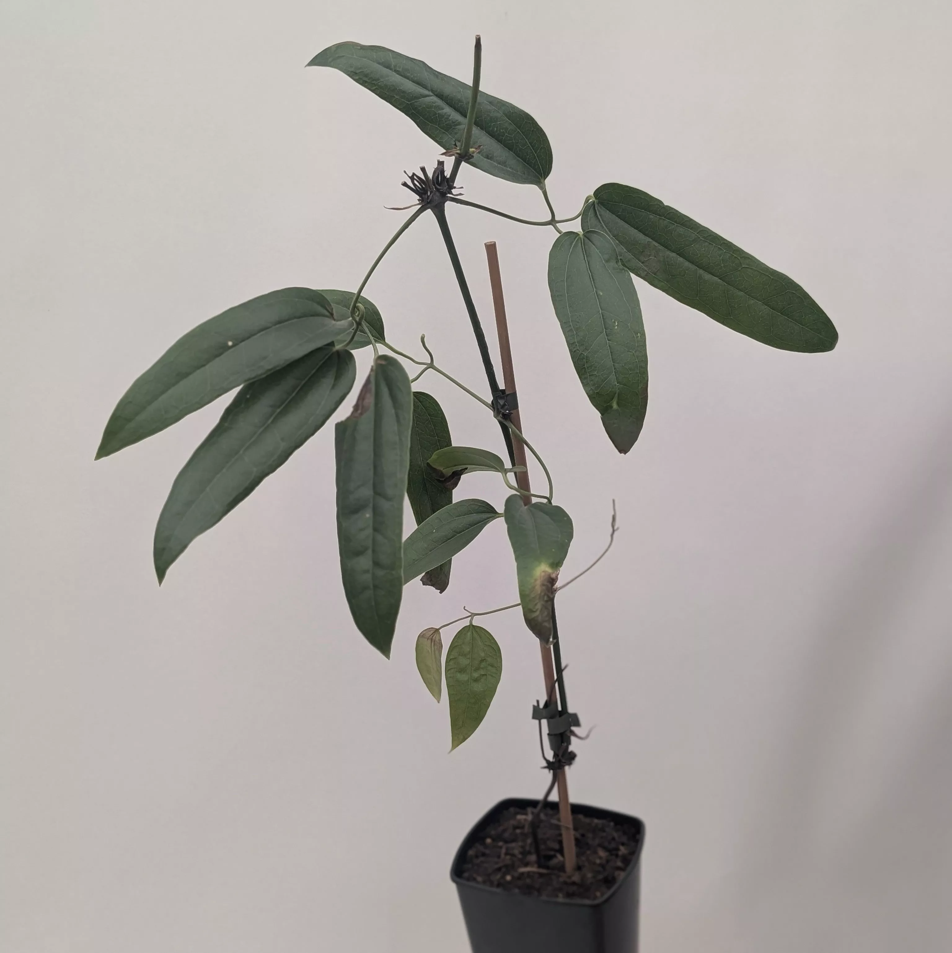 Clematis armandii