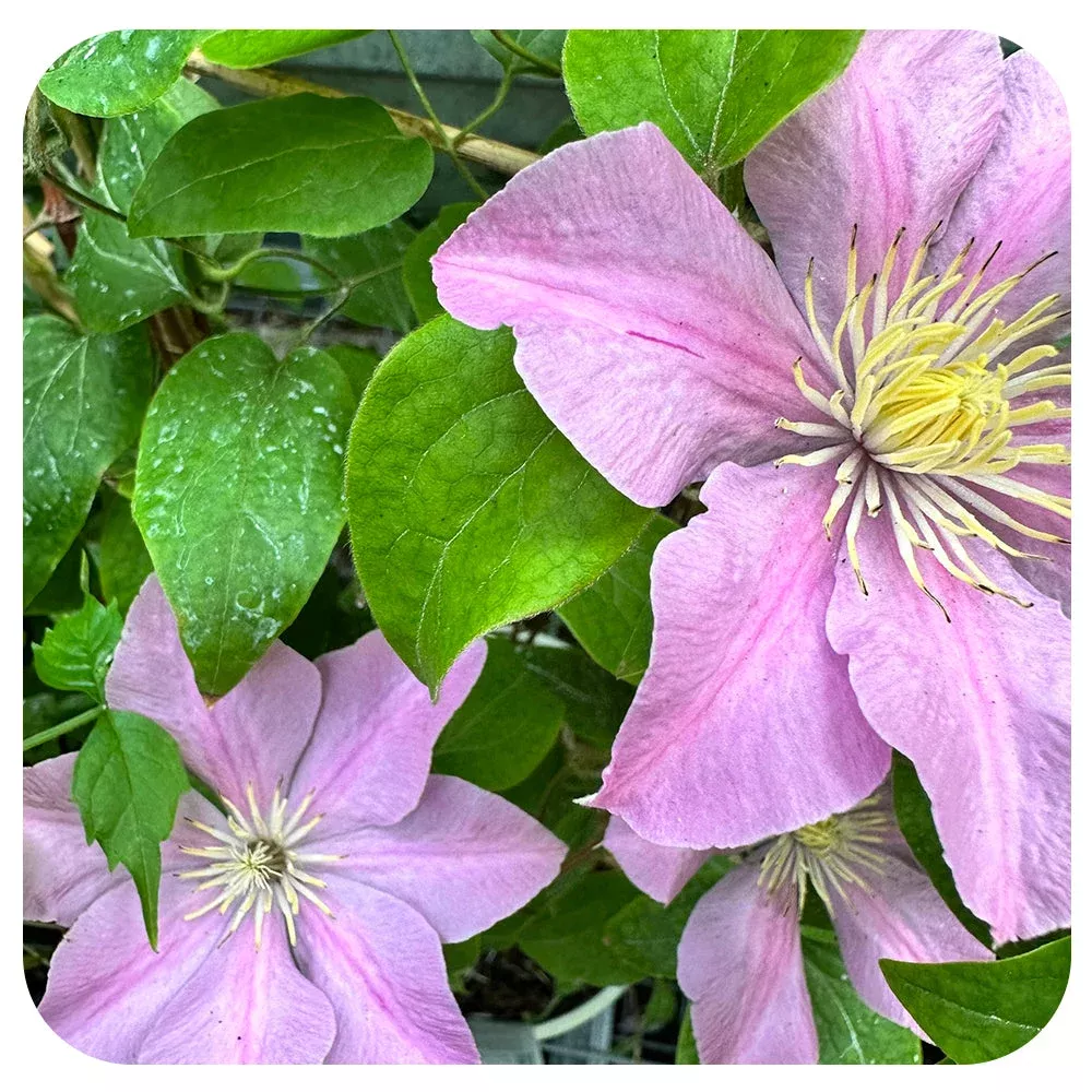 Clematis ‘Boulevard ‘Pompei’