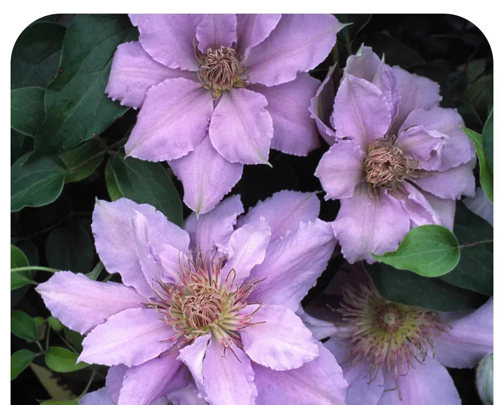 Clematis ‘Filigree’ (Compact Variety)