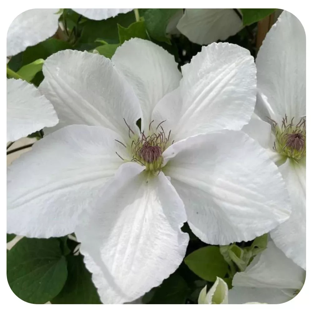 Clematis ‘Guernsey Flute’ by Raymond Evison