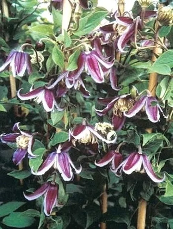 Clematis Jan Fopma