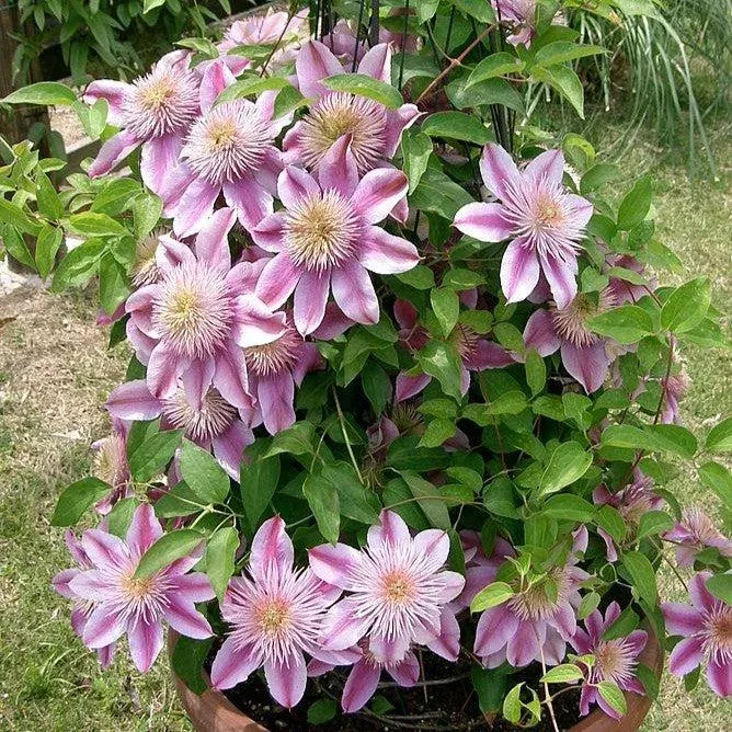 Clematis, Josephine™ Clematis