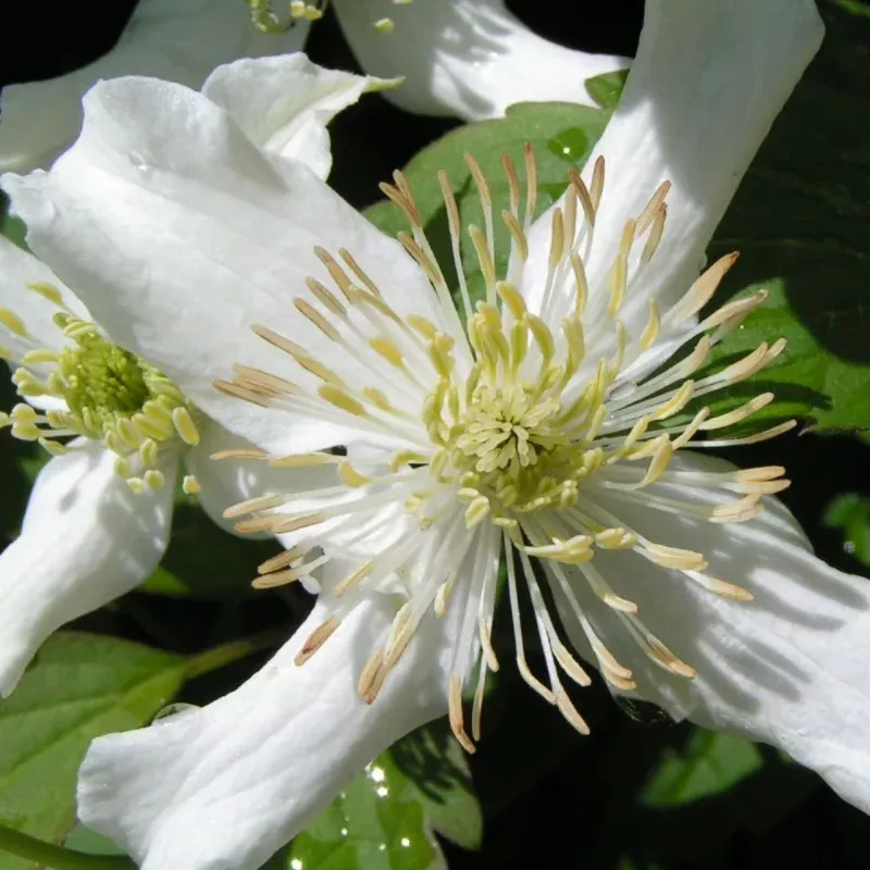 Clematis montana 'Wilsonii'