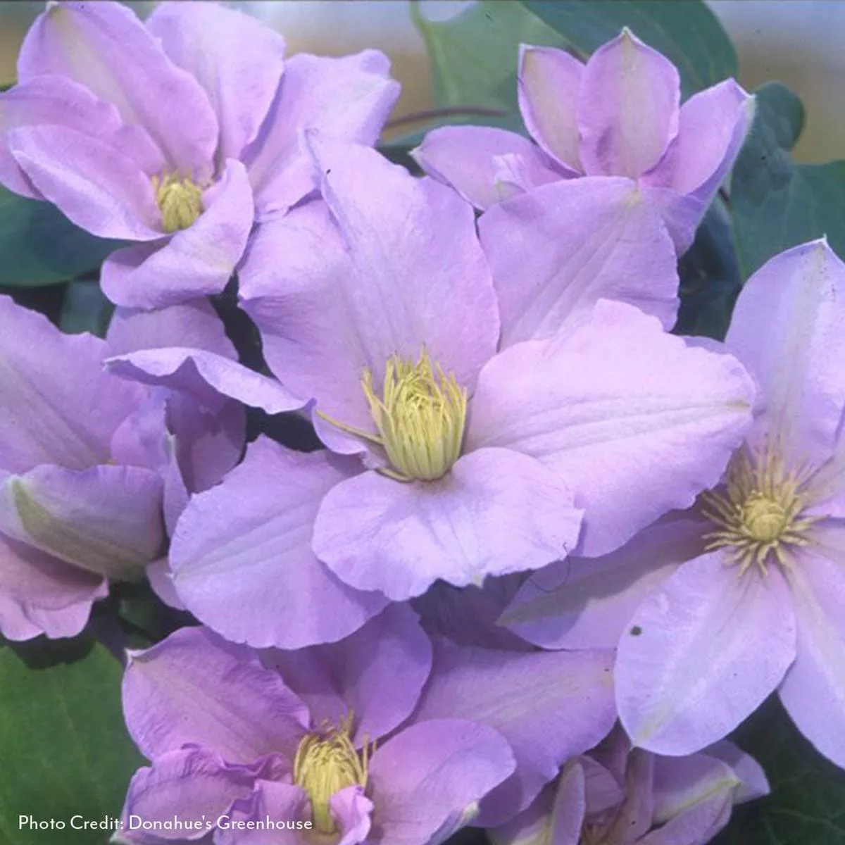 Clematis Silver Moon