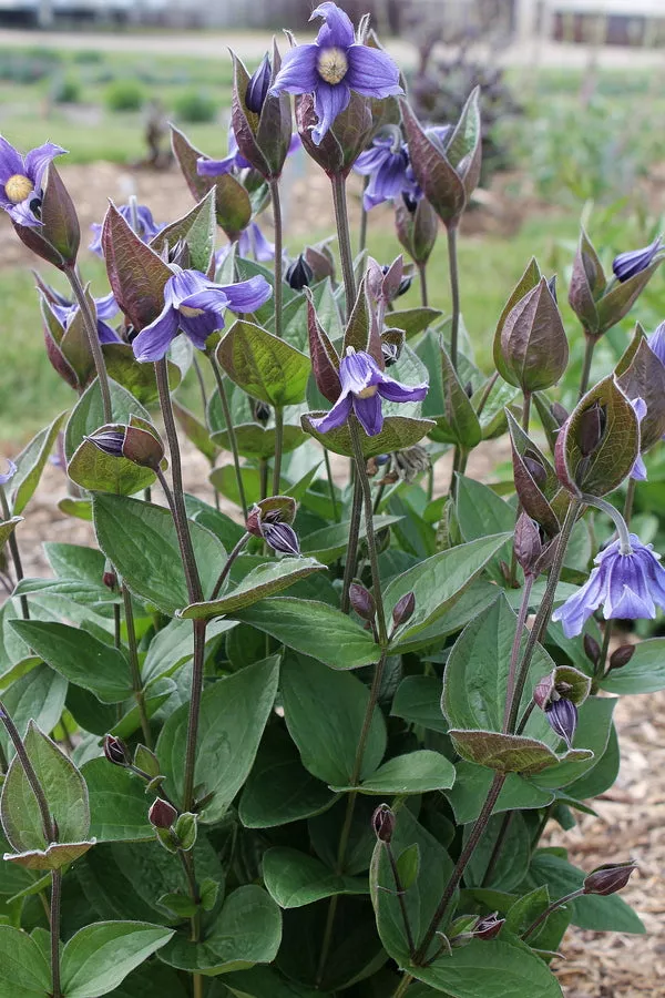 Clematis Stand by Me PP 30556