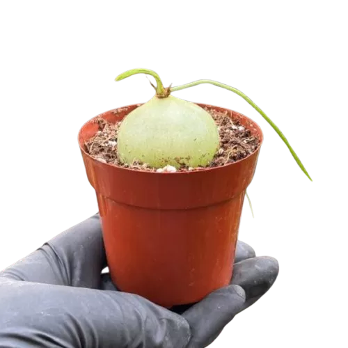 Climbing Onion