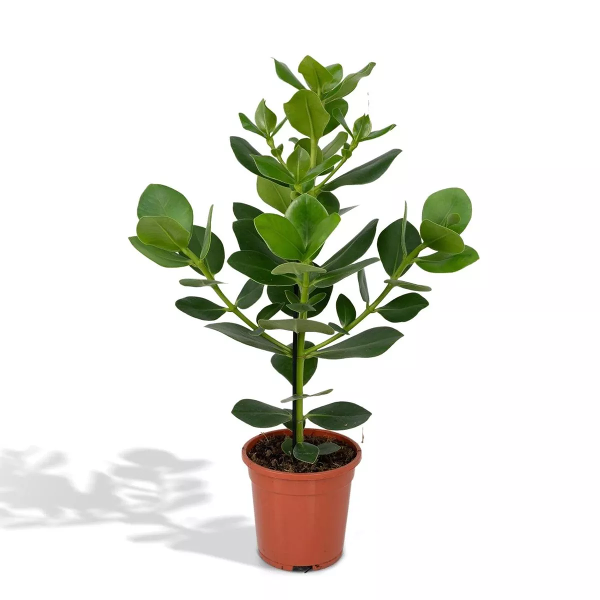 Clusia Rosea Princess (Autograph Tree)60 cm