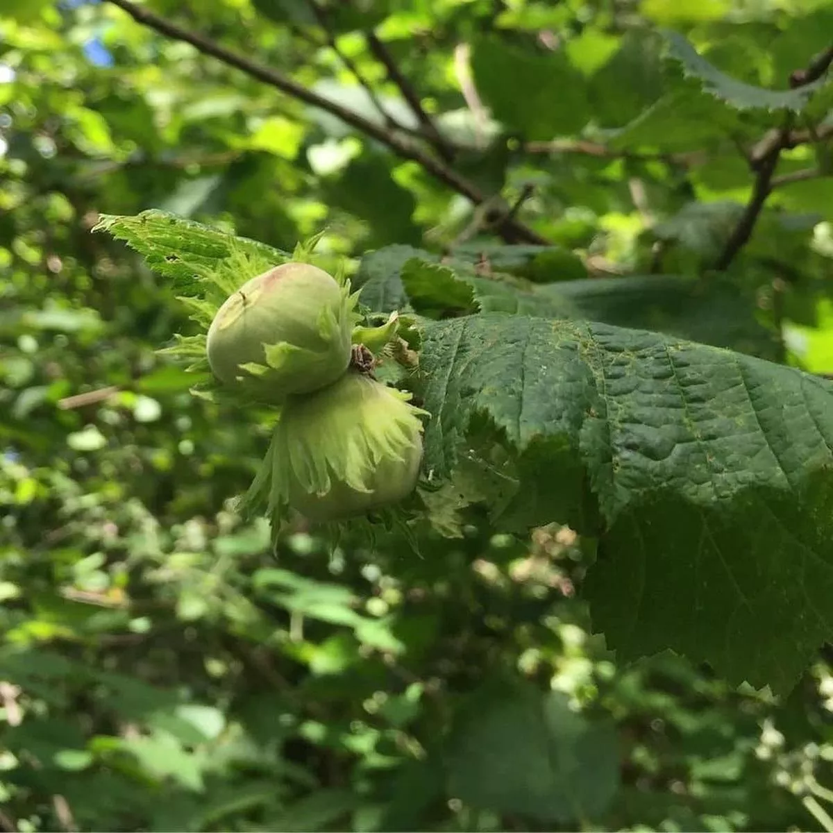 Cobnut – Corylus maxima Nottingham