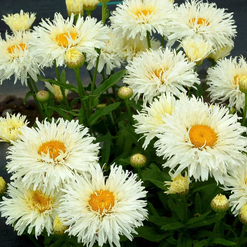 ‘Coconut’ Double Shasta Daisy