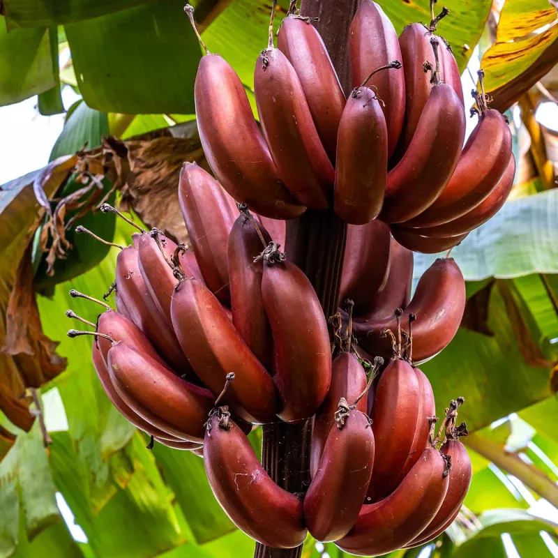 Cold Hardy Musa Bordelon Banana Tree