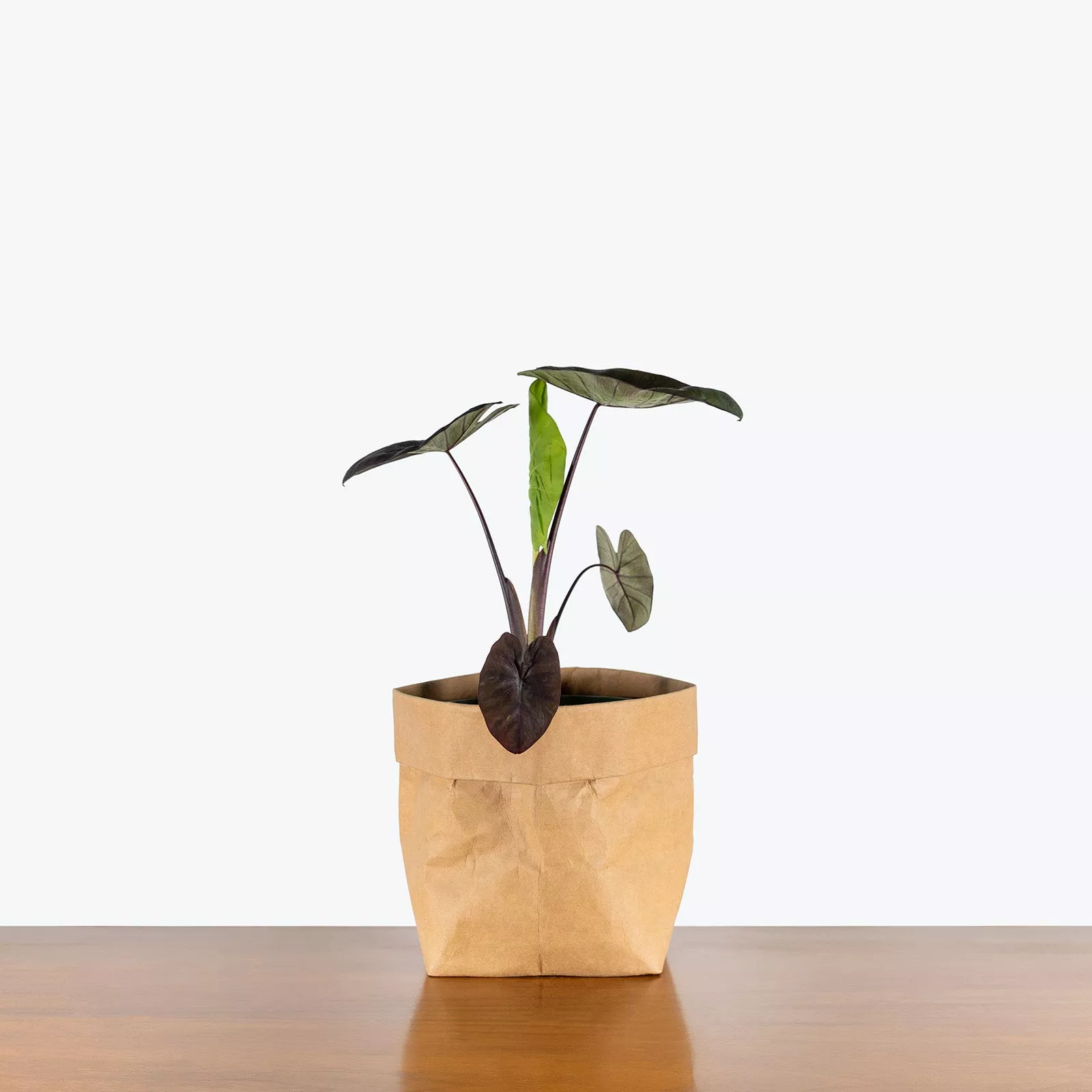 Colocasia Kona Coffee
