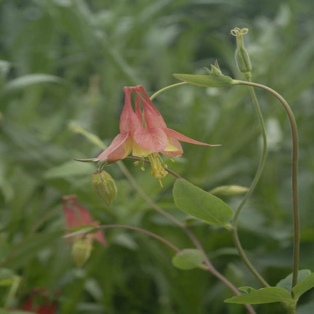 Columbine – Aquilegia canadensis