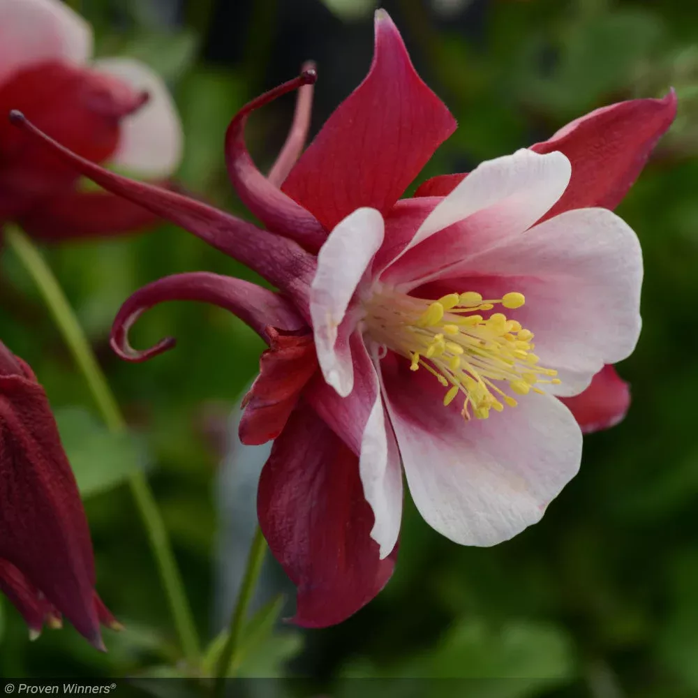 Columbine, Earlybird Red White #1