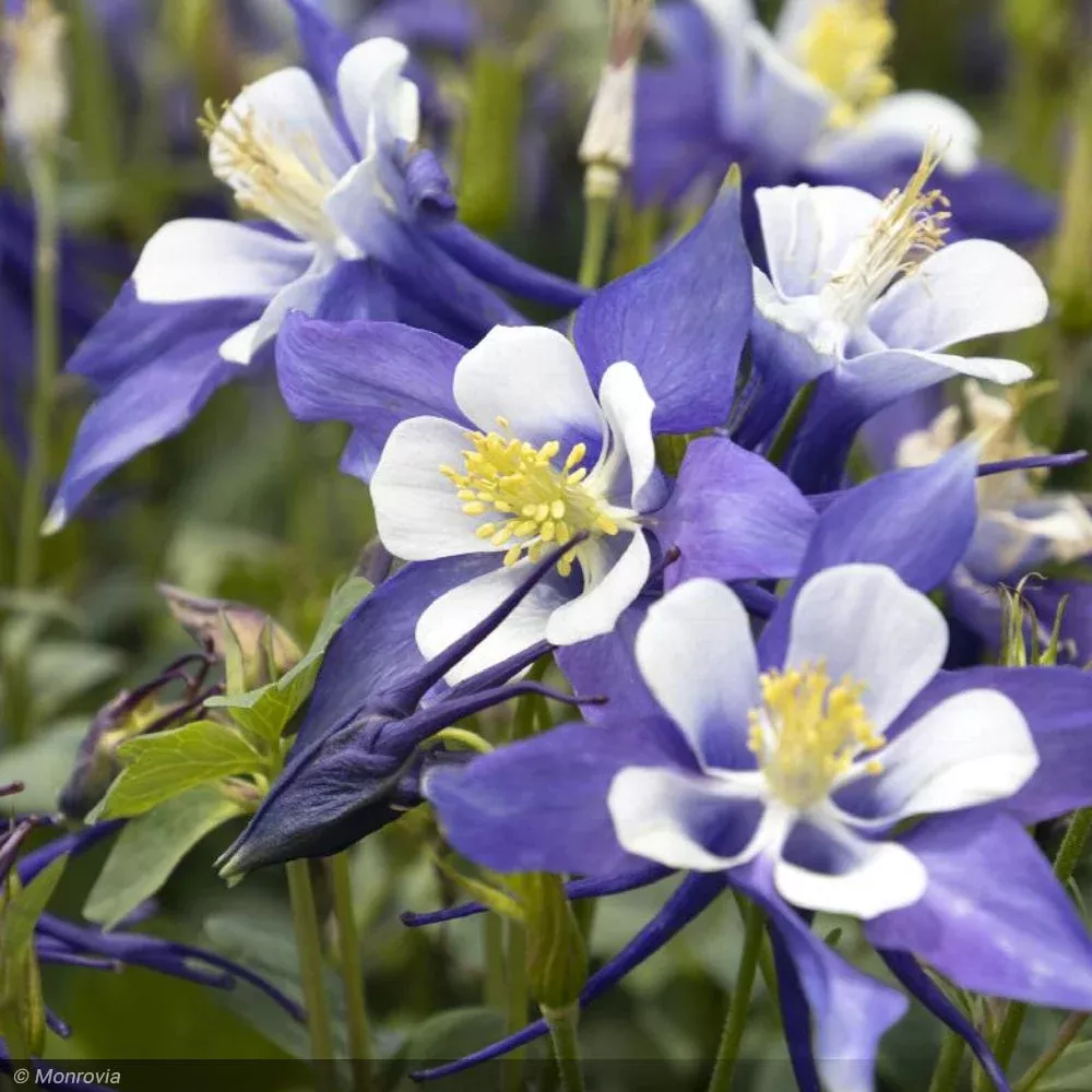 Columbine, Kirigami Deep Blue & White #1
