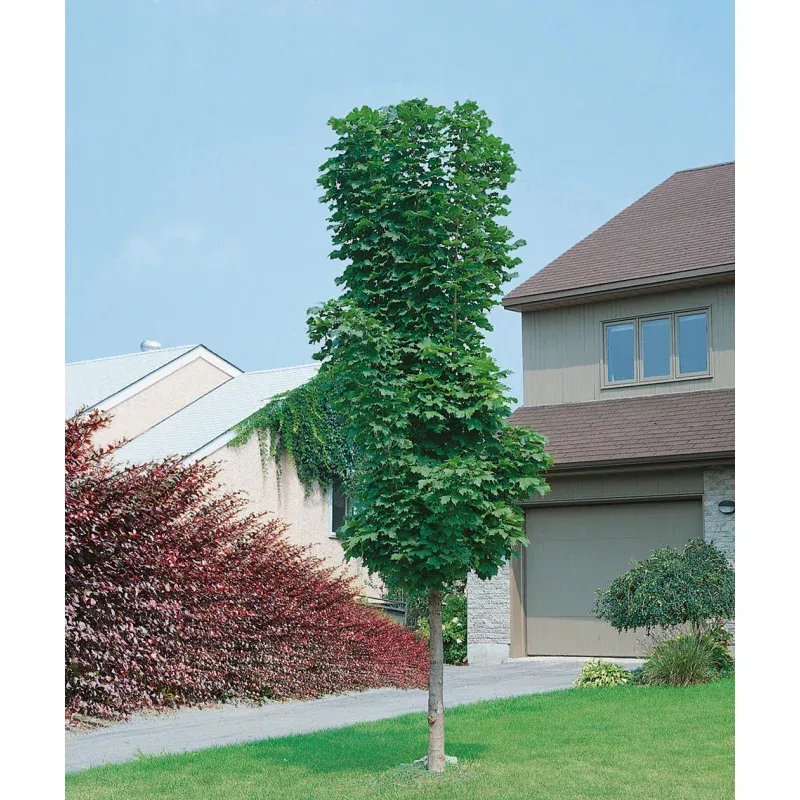 Columnar Norway Maple