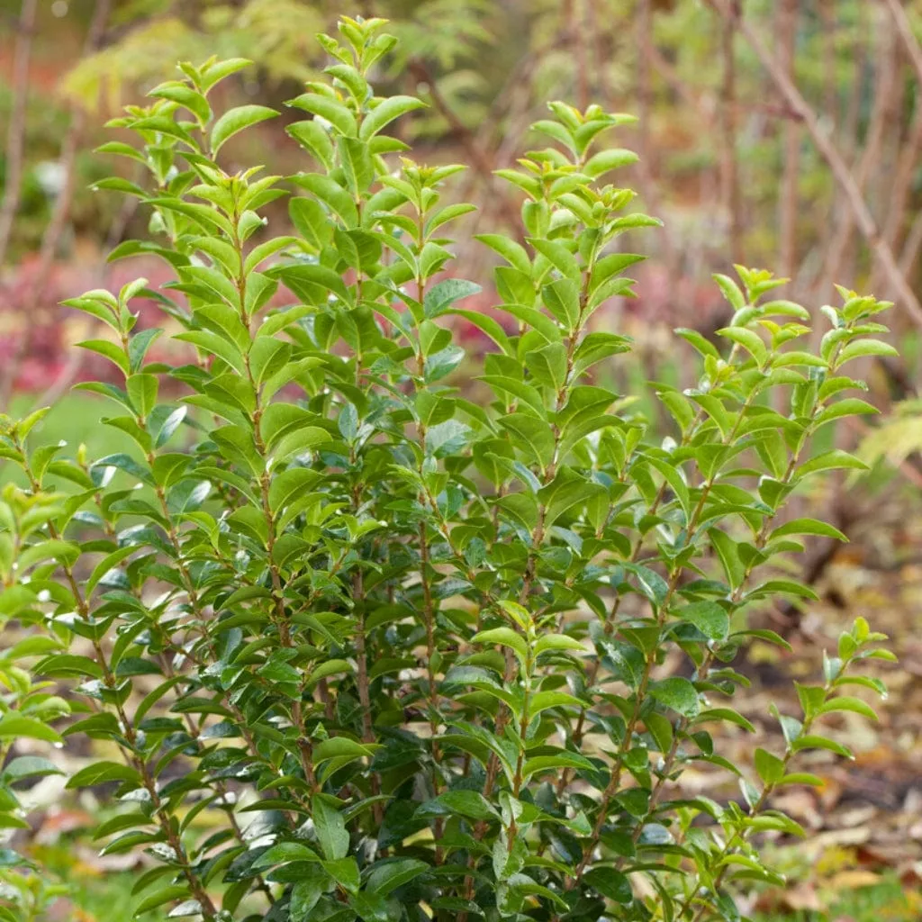 Common Privet | Ligustrum ovalifolium