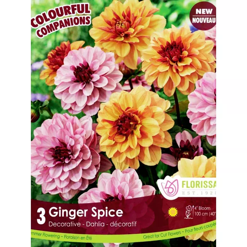 Companions - Ginger Spice Bulbs, 3Pk
