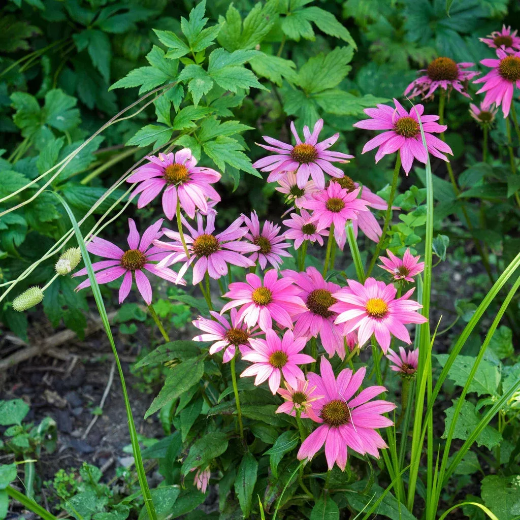 Coneflower, PowWow Wild Berry Echinacea