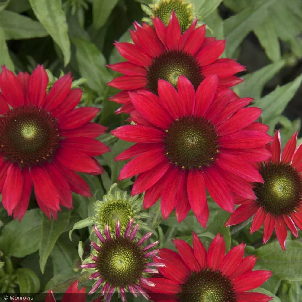 Coneflower, Sombrero Baja Burgundy#1