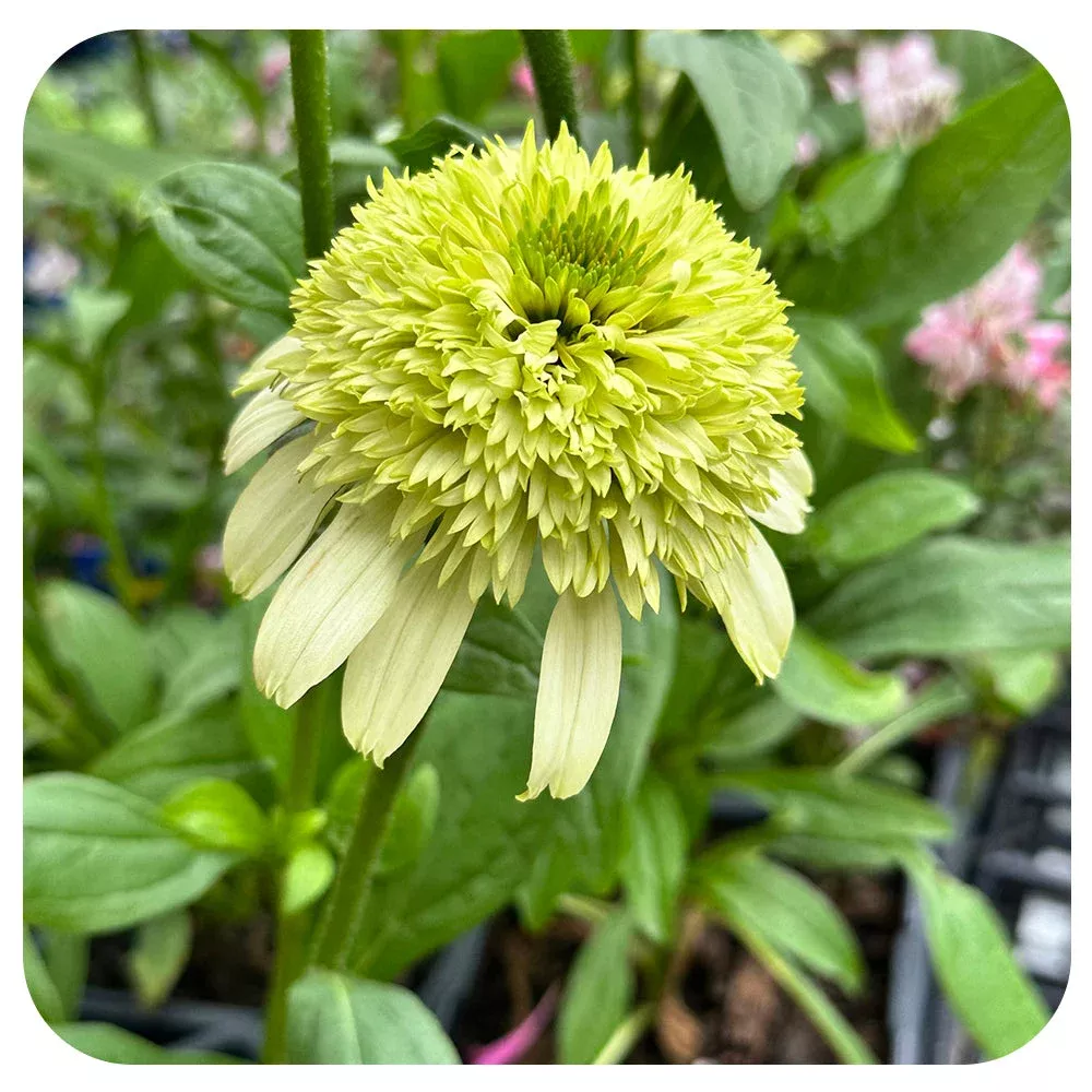 ConeflowerHoneydew Cone-Fections (Echinacea)