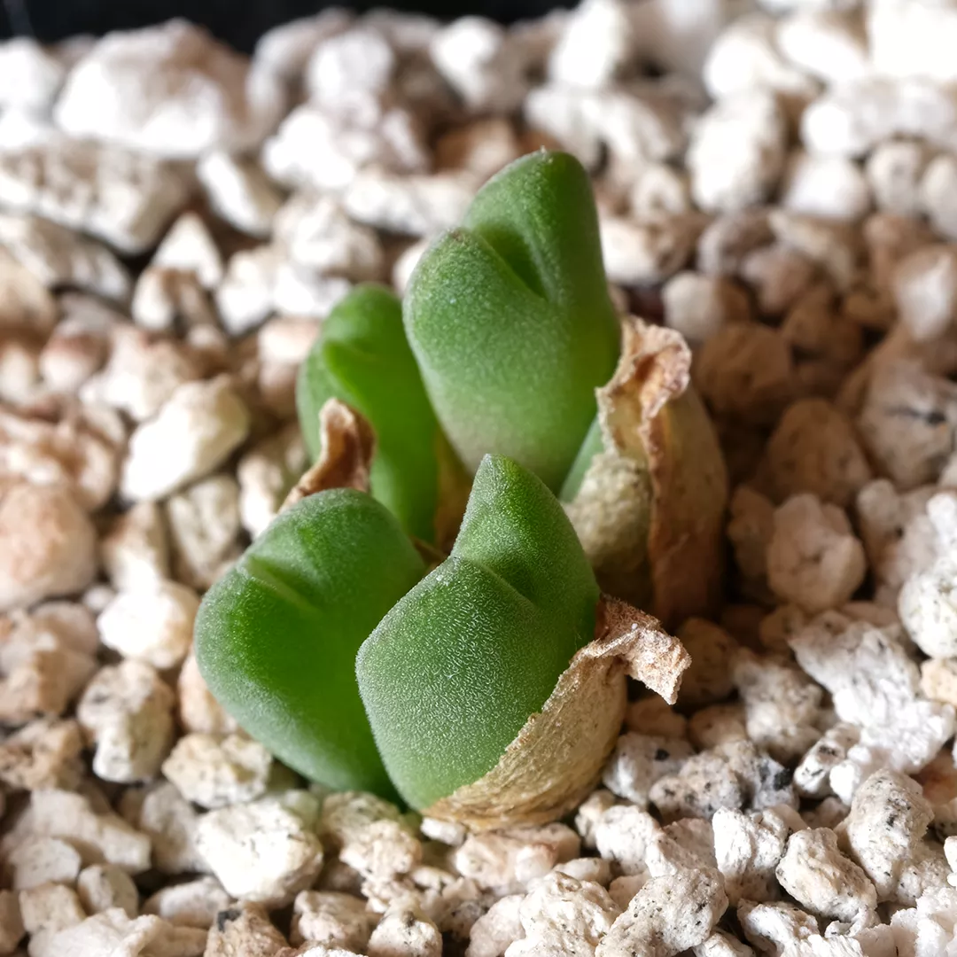 Conophytum hians
