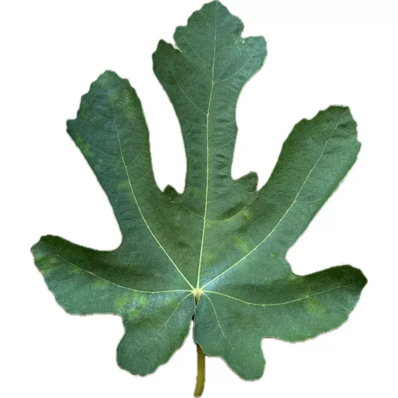 Consellera Negra Fig