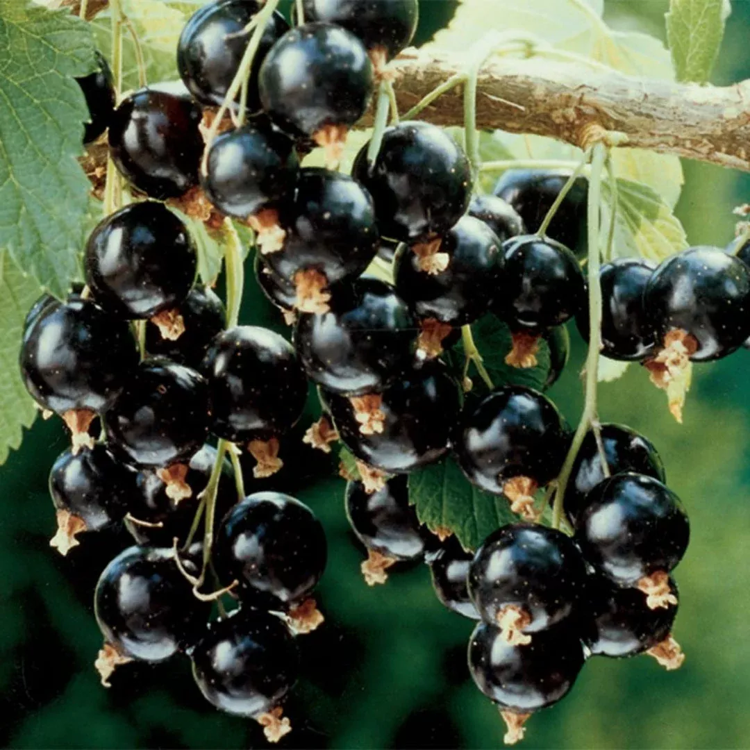Consort Black Currant Plant