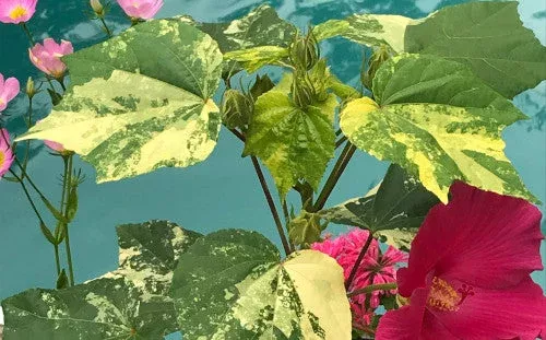 Container Gardening
