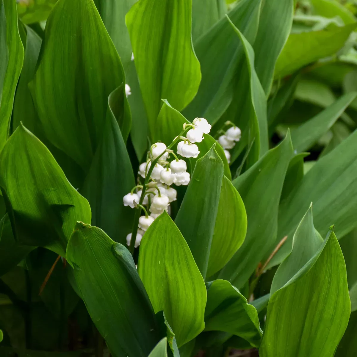 Convallaria majalis – Lily of The Valley