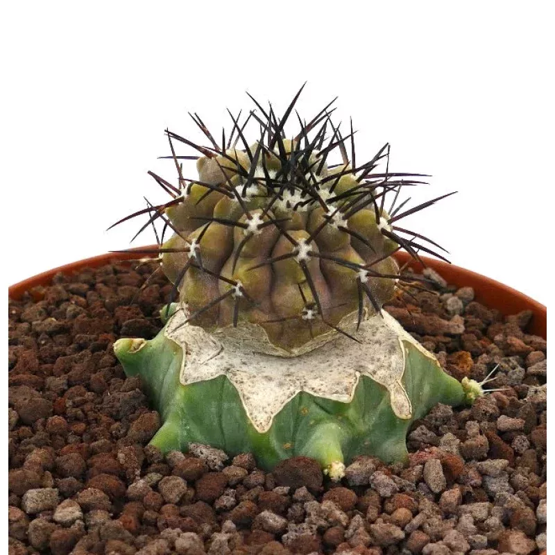 Copiapoa cinerea STRONG BLACK SPINES GRAFTED