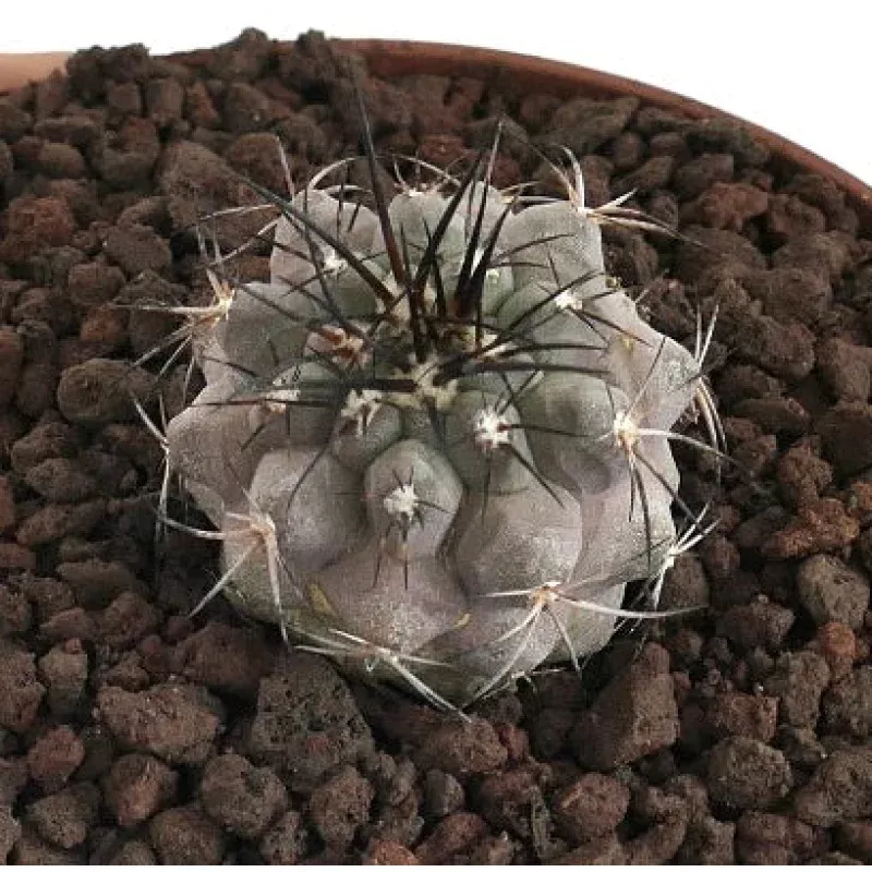 Copiapoa cinerea X atacamensis GREY BODY