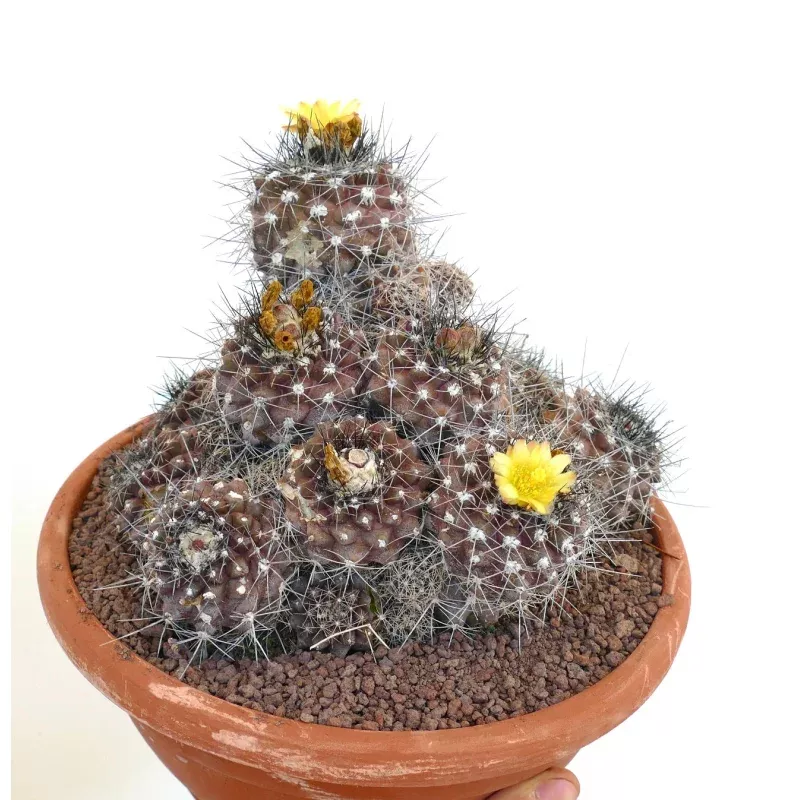 Copiapoa hypogaea OLD CLUSTER AF19