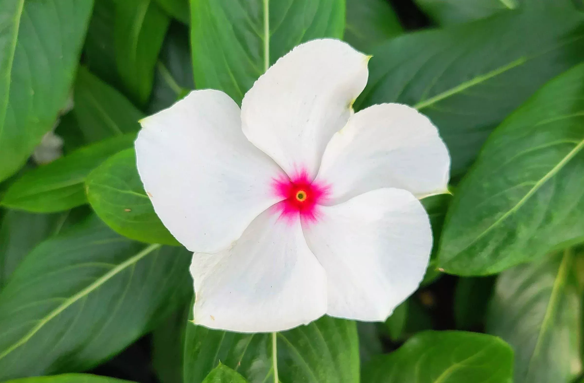 Cora Cascade Polka Dot Vinca